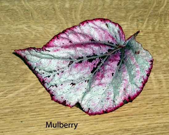 B. ‘Mulberry’